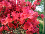 杜鹃花