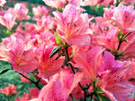 杜鹃花