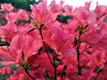 杜鹃花