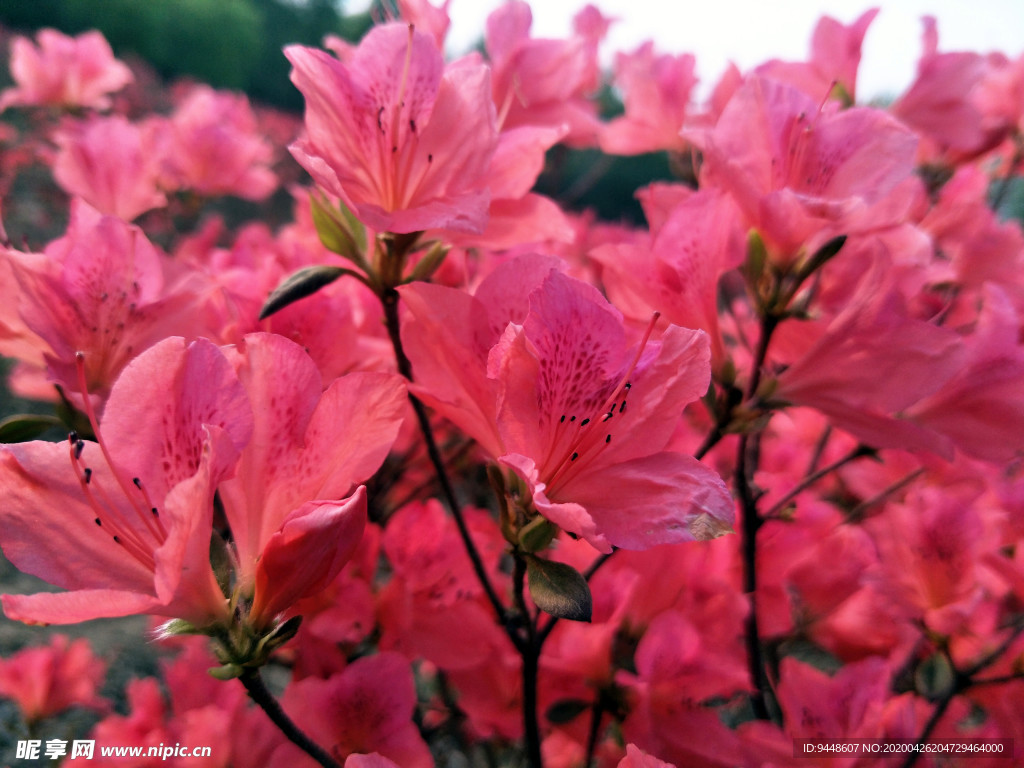 杜鹃花