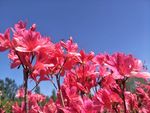 杜鹃花