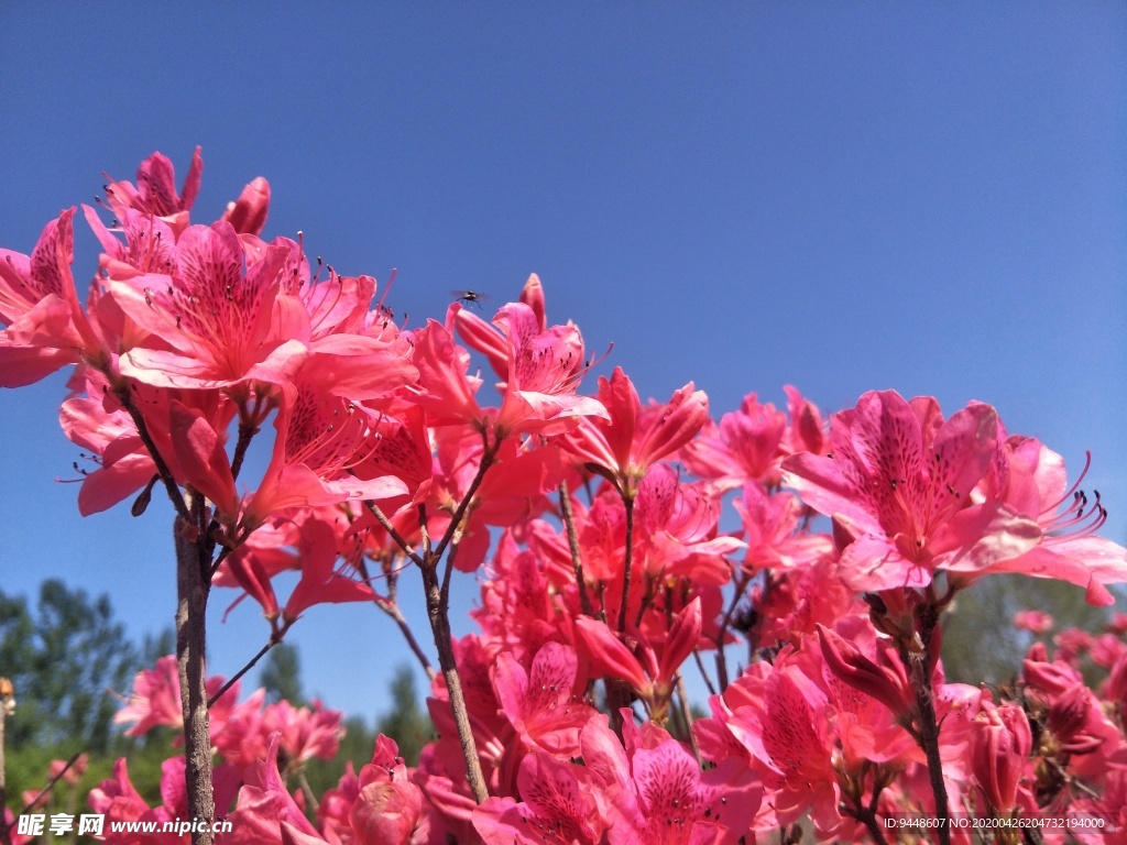 杜鹃花