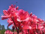 杜鹃花