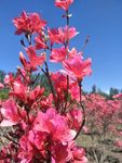 杜鹃花