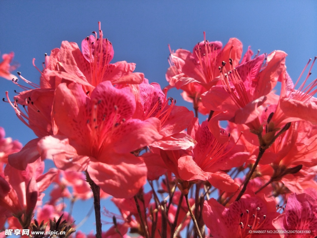 杜鹃花