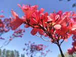 杜鹃花