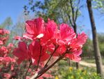 杜鹃花