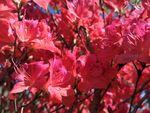 杜鹃花