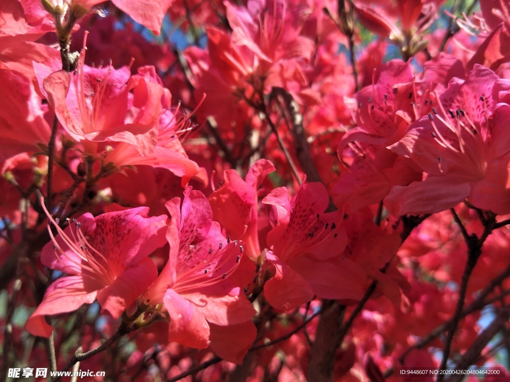 杜鹃花