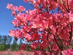 杜鹃花