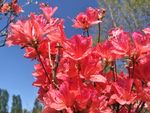 杜鹃花