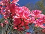 杜鹃花