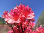杜鹃花