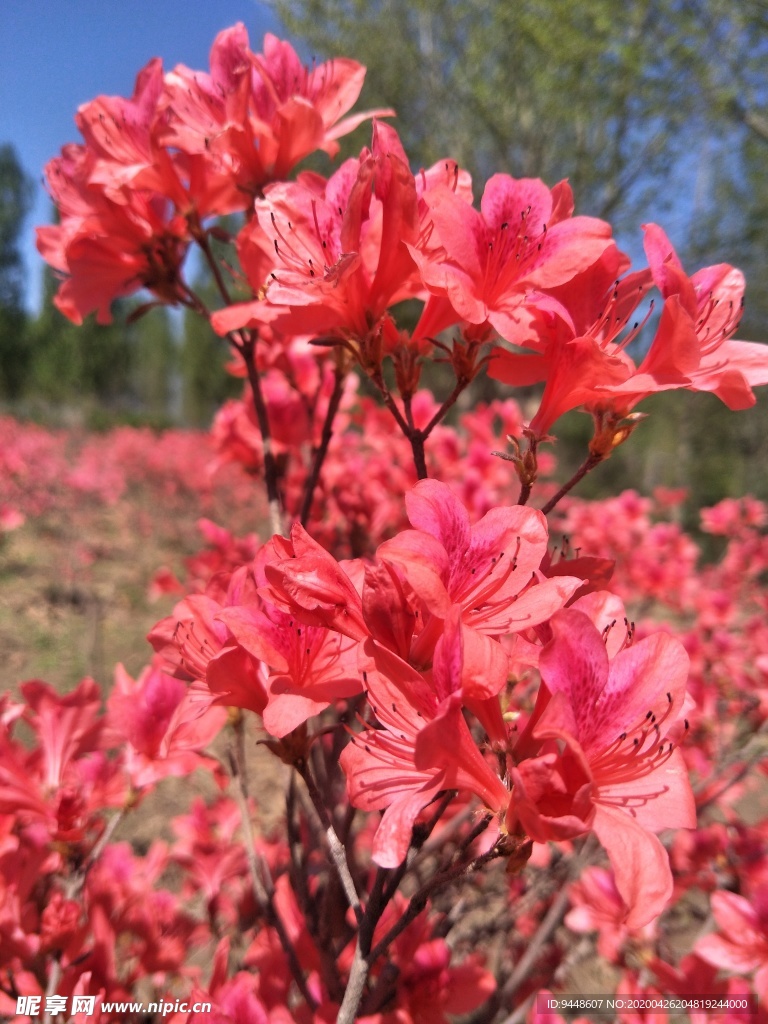 杜鹃花