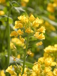 油菜花