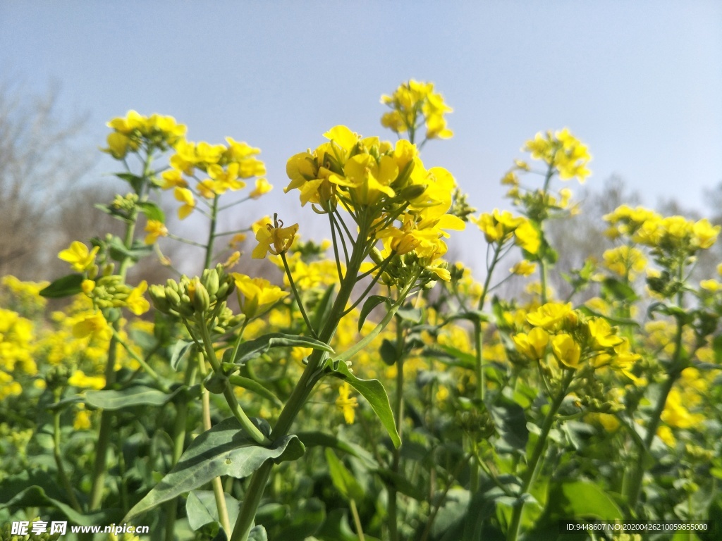 油菜花