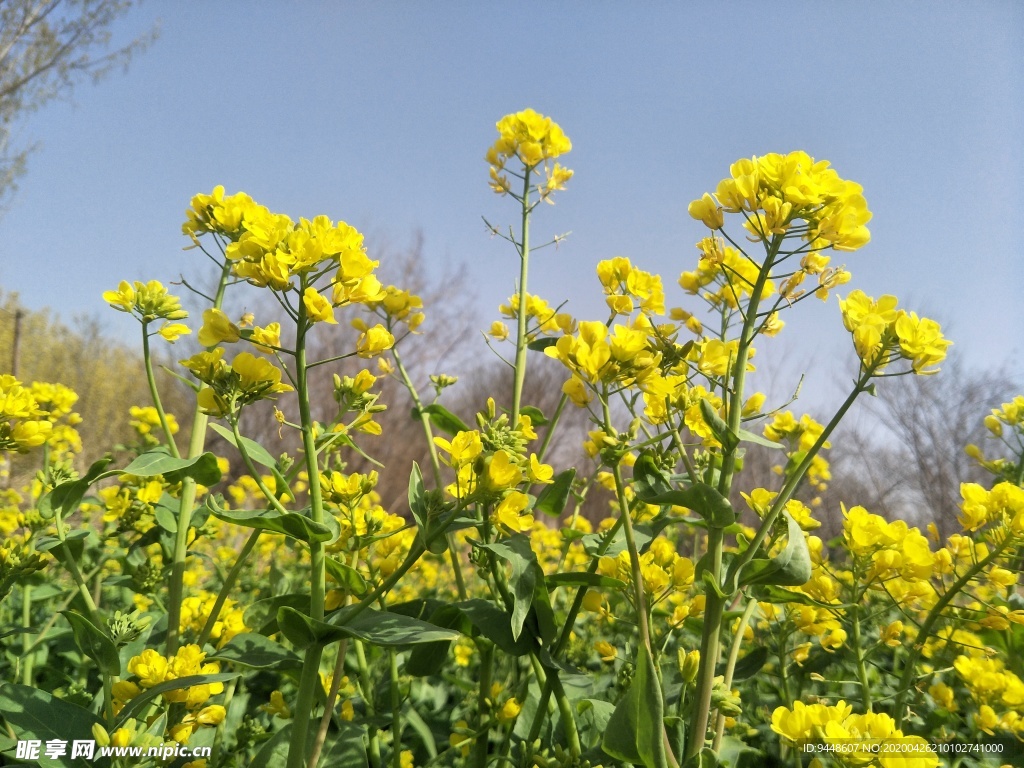 油菜花