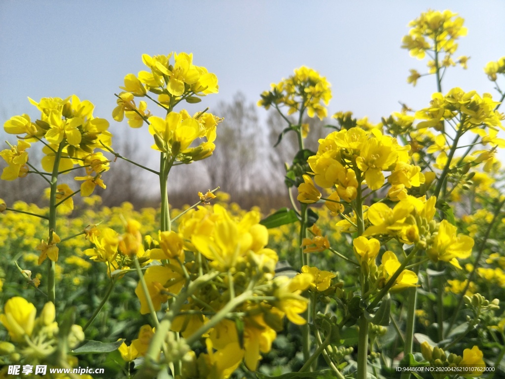 油菜花