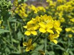油菜花