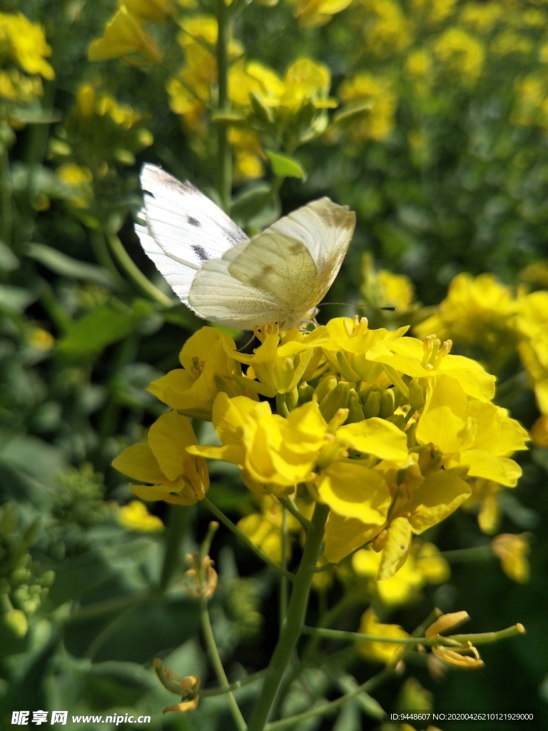 油菜花