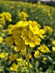 油菜花