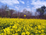 油菜花