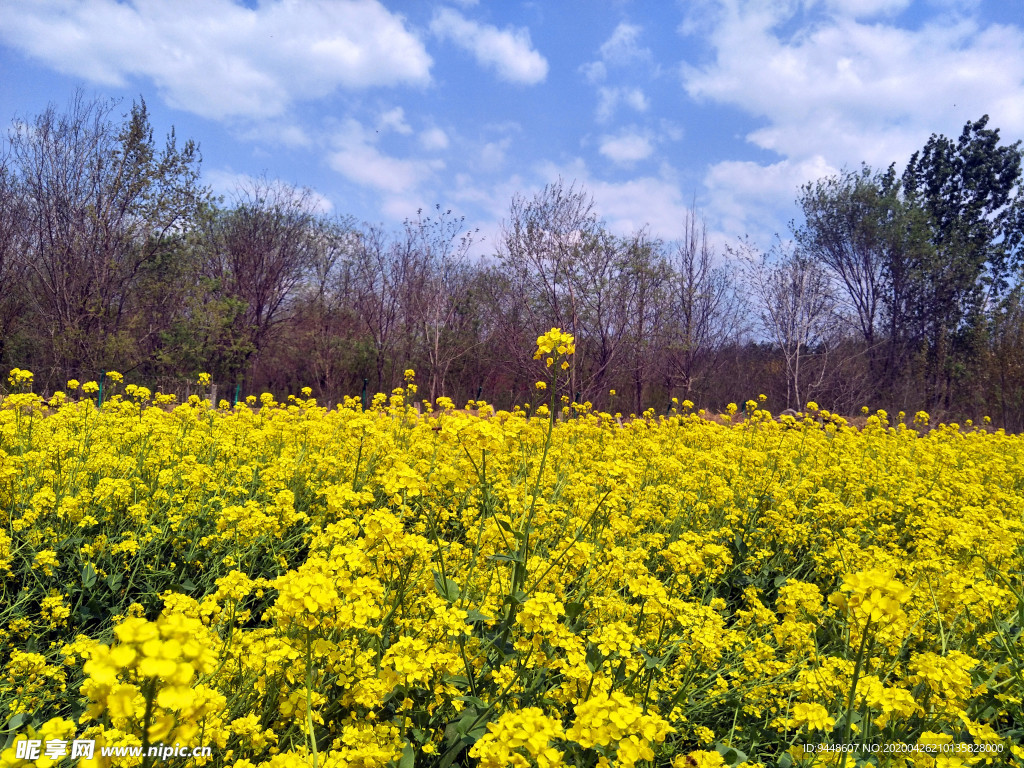 油菜花