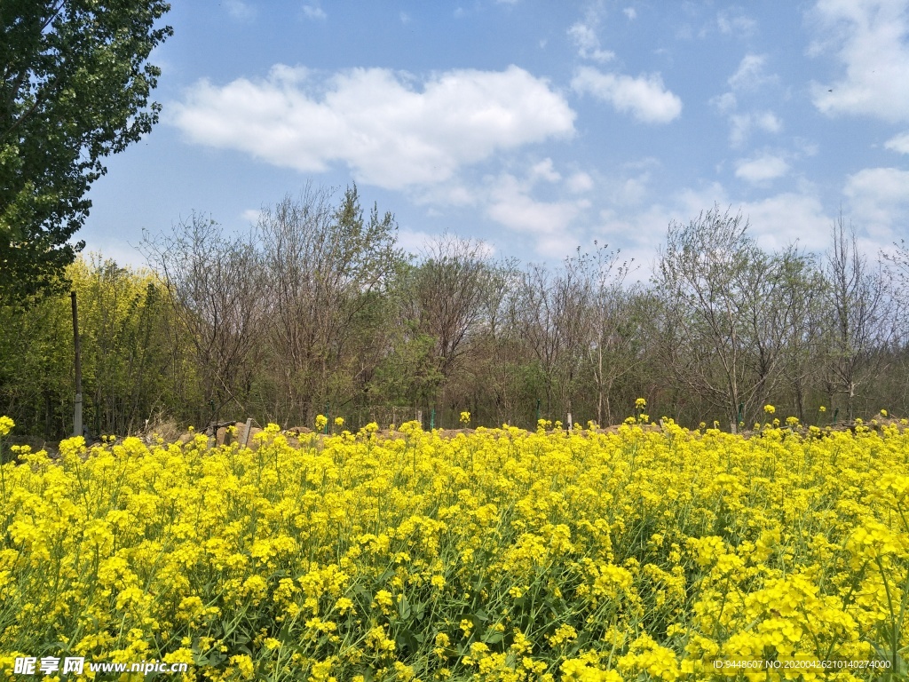 油菜花