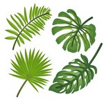 矢量叶子元素