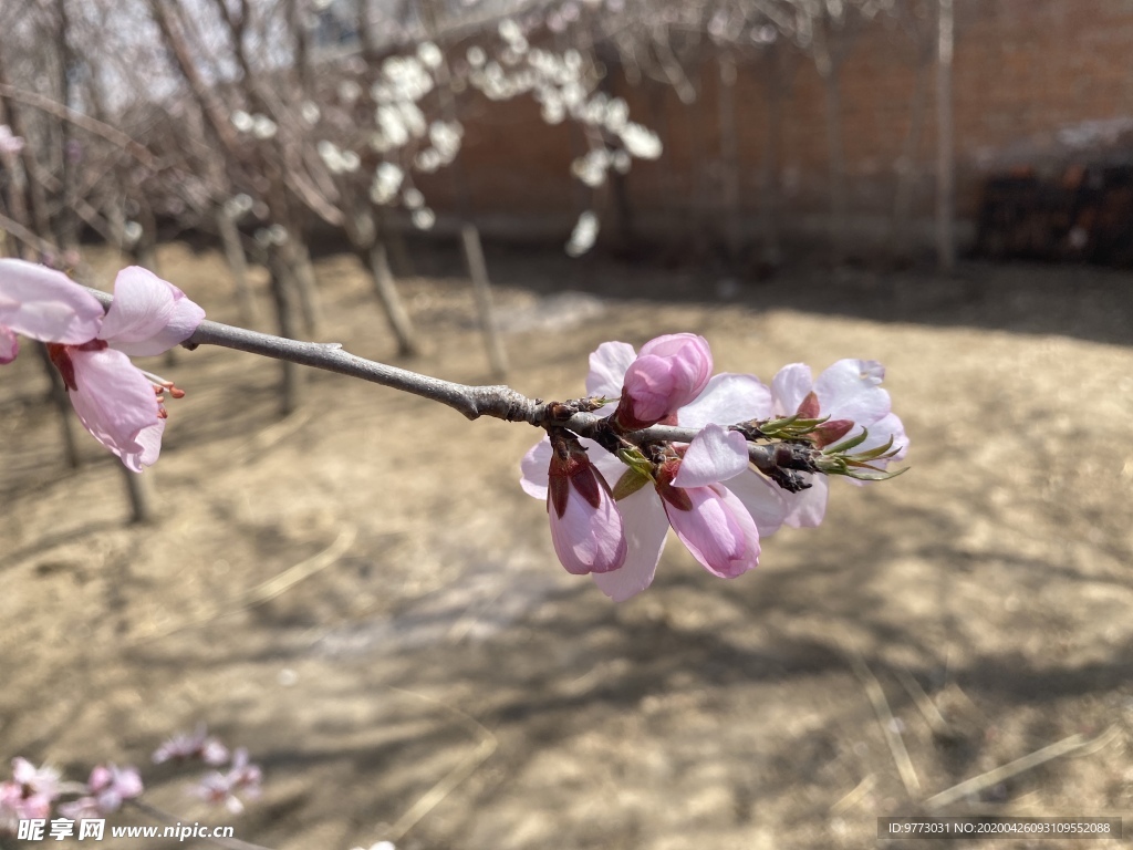桃花
