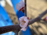杏花