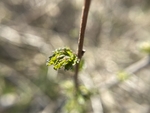 新芽