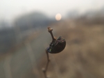 昆虫