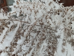 雪景