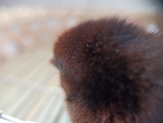 鸡仔