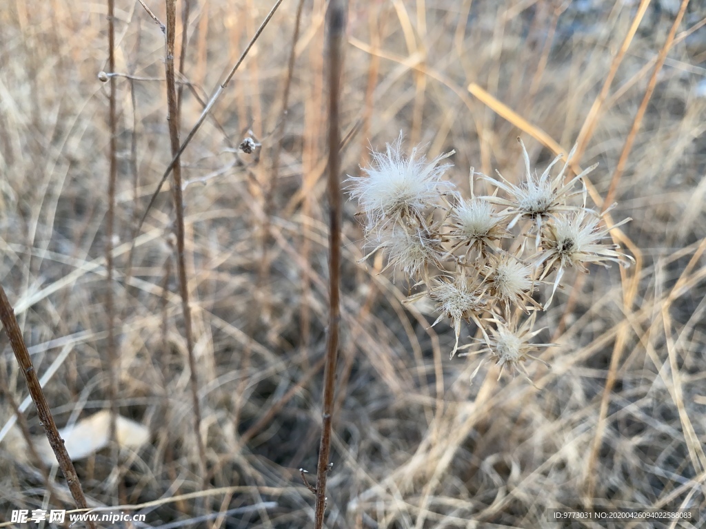 漏芦