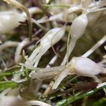 山野菜