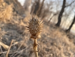 曼陀罗