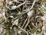山野菜
