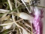 山野菜