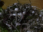 山野菜