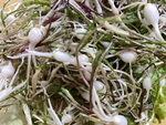 山野菜