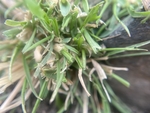 野草