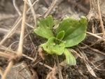 山野菜