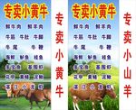 专卖小黄牛