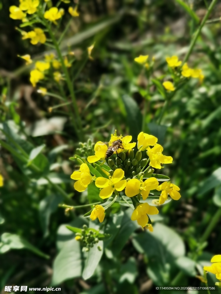 油菜花