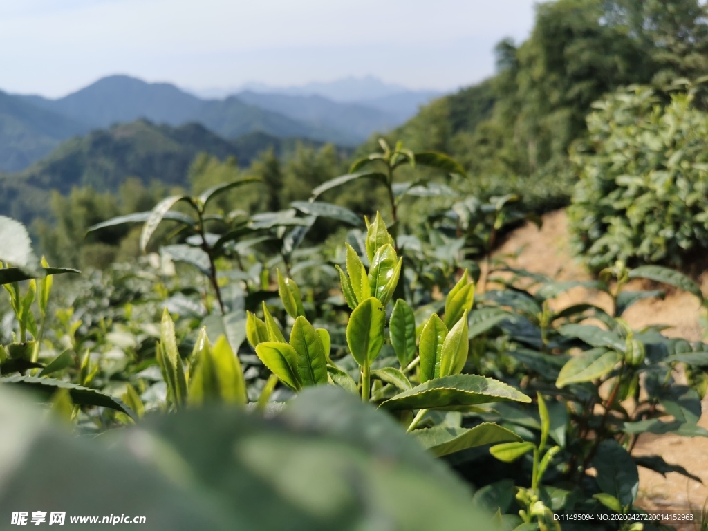 茶山茶树