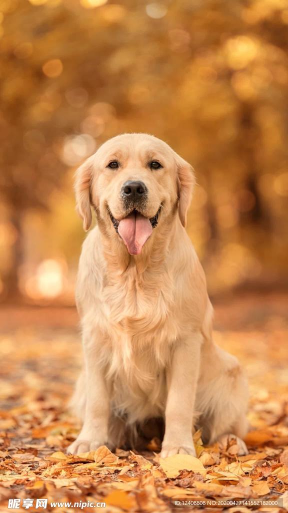 狗