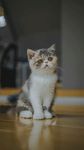 加菲猫