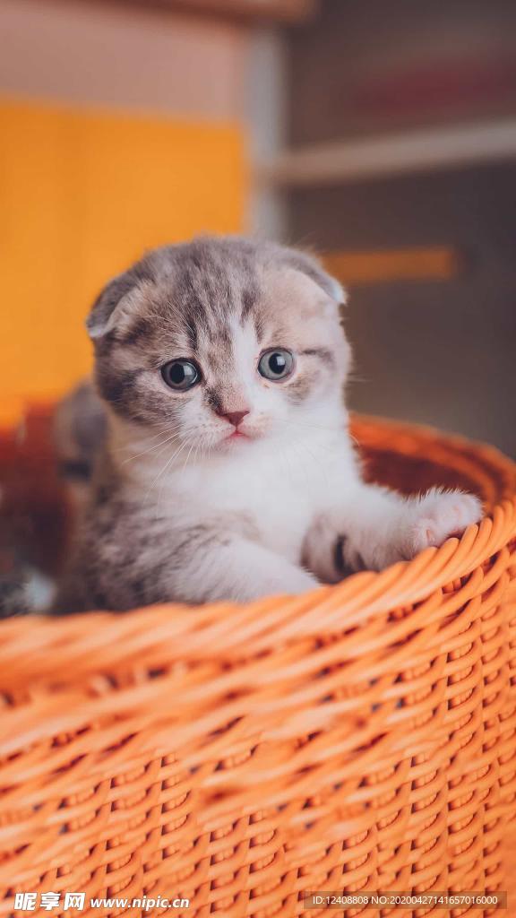 小奶猫